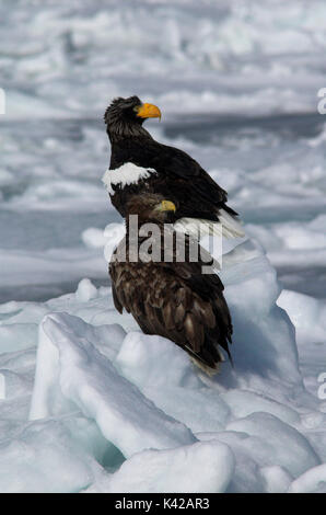Steller's Sea Eagle, Haliaeetus pelagicus, Erwachsene und Jugendliche auf Meer Packeis, Ochotskischen Meer, Rausu, Hokkaido, Japan, Japanisch, Asiatisch, Wildnis, Wild, un Stockfoto