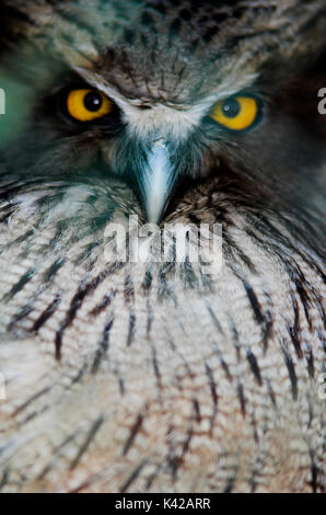 Blakiston's Fish Owl, Ketupa blakistoni, größte Eule in Japan, Captive Stockfoto