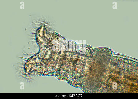 Collotheca rotifer, Fütterung auf Bakterien mit erweiterter Cilla, ein Kiefer - wie Vorrichtung zum Schleifen Speisereste, gemeinsame bdelloid rotifer im Vogelbad gefunden Stockfoto