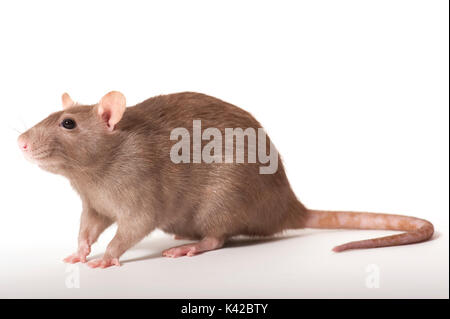 Braune Ratte Rattus norvegicus, Kent GROSSBRITANNIEN, weißer Hintergrund, Ausschneiden, Pet, inländischen Stockfoto