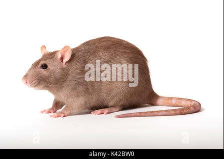 Braune Ratte Rattus norvegicus, Kent GROSSBRITANNIEN, weißer Hintergrund, Ausschneiden, Pet, inländischen Stockfoto