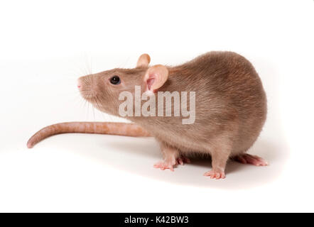 Braune Ratte Rattus norvegicus, Kent GROSSBRITANNIEN, weißer Hintergrund, Ausschneiden, Pet, inländischen Stockfoto