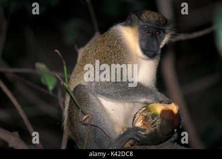 Meerkatze, Cercopithecus aethiops, Baum, Fütterung mit Obst, West Afrika Stockfoto