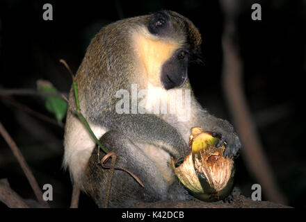 Meerkatze, Cercopithecus aethiops, Baum, Fütterung mit Obst, West Afrika Stockfoto