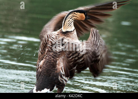 Hawaiian Goose, Nene, Branta sandvicensis, Captive, schlagenden Flügeln, Slimbridge. Stockfoto