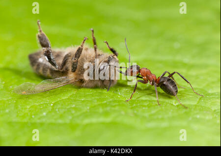Waldameise Ziehen einer toten Honigbiene, Apis mellifera, Kent GROSSBRITANNIEN, Stockfoto