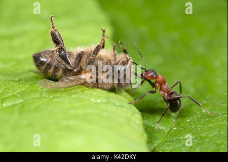 Waldameise Ziehen einer toten Honigbiene, Apis mellifera, Kent GROSSBRITANNIEN, Stockfoto