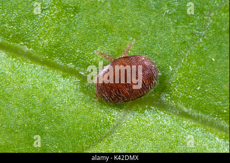 Varroamilbe, Varroa destructor, externe parasitische Milbe, die Angriffe Honigbiene, Apis mellifera, Kent GROSSBRITANNIEN, Krankheit von der Milbe verursacht genannt wird varroat Stockfoto