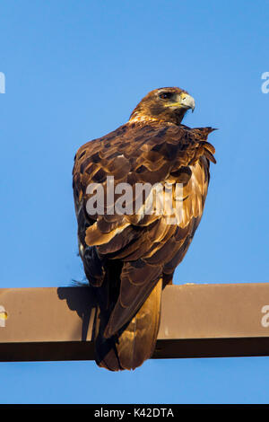 Steinadler Aquila Chrysaetos canadensis Pawnee National Grassland, Colorado, United States 6. Juli nach thront auf strommast. Acciptridae Stockfoto