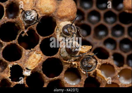 Drone Honigbienen, Emerging, Apis mellifera, Kent GROSSBRITANNIEN, bruteier von Sealed Zelle in Brut-kammer, Erwachsene Stockfoto