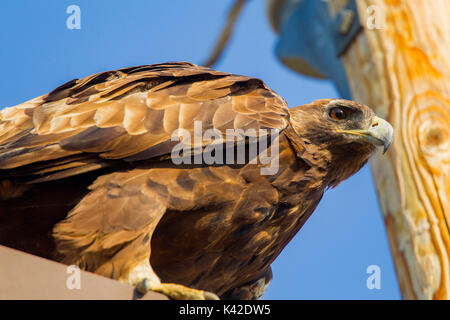 Steinadler Aquila Chrysaetos canadensis Pawnee National Grassland, Colorado, United States 6. Juli nach thront auf strommast. Acciptridae Stockfoto