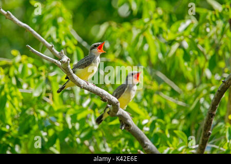 Western Kingbird Tyrannus verticalis Pawnee National Grassland, Colorado, United States 6. Juli unreifen Tyrannidae Stockfoto