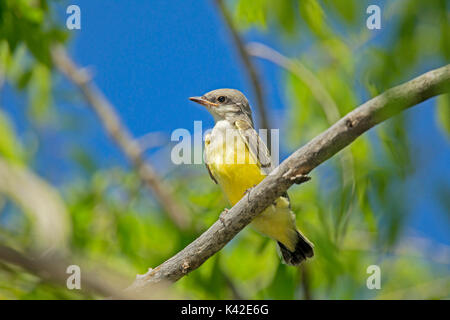 Western Kingbird Tyrannus verticalis Pawnee National Grassland, Colorado, United States 6. Juli unreifen Tyrannidae Stockfoto