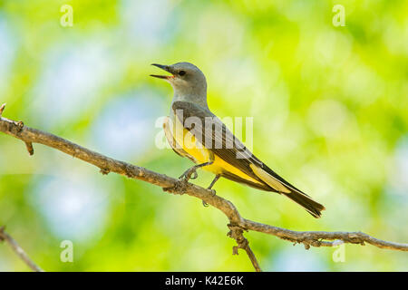 Western Kingbird Tyrannus verticalis Pawnee National Grassland, Colorado, United States 6. Juli nach vokalisierung. Tyrannidae Stockfoto