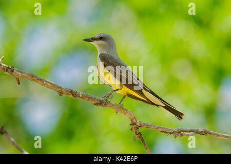 Western Kingbird Tyrannus verticalis Pawnee National Grassland, Colorado, United States 6. Juli nach Tyrannidae Stockfoto