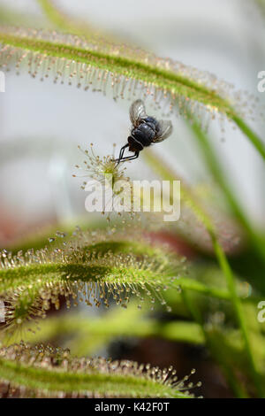 Nahaufnahme von einer Fliege gefangen in Tentakel eines carnivorouse Anlage kap Sonnentau - Lateinischer Name Drosera capensis Stockfoto