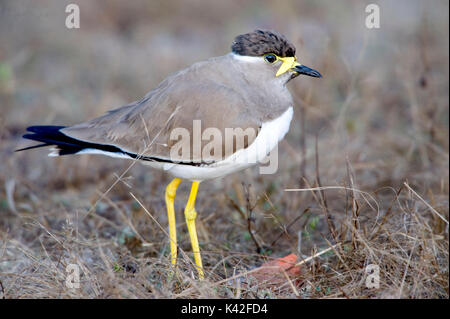 Gelb - Gelbstirn-blatthühnchen Kiebitz, Vanellus malabaricus, Kanha Tiger Reserve, Nationalpark, Madhya Pradesh, Indien Stockfoto