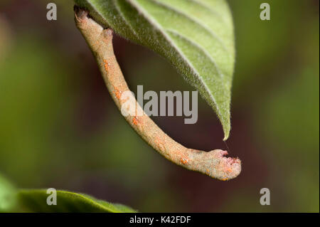 Looper Motte Caterpillar, der Familie, unter Blatt getarnt, wie ein Zweig, Kanha Tiger Reserve, Nationalpark, Madhya Pradesh, Indien Stockfoto