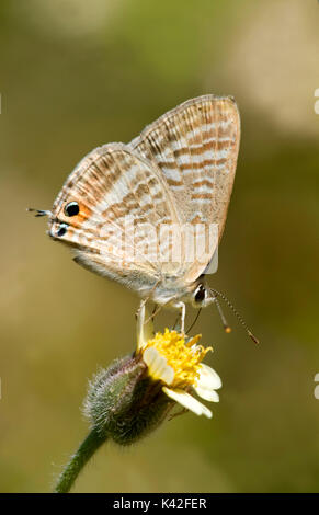 Lampides boeticus Peablue Schmetterling, oder Long-tailed Blue, Kanha Tiger Reserve, Nationalpark, Madhya Pradesh, Indien Stockfoto