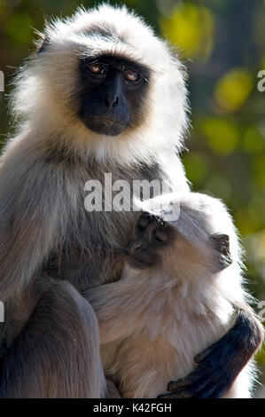 Langur Affe, jugendsportlern Entellus, Mutter & Kind, sitzend beobachten, Kanha Tiger Reserve, Nationalpark, Madhya Pradesh, Indien Stockfoto