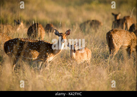 Spotted Deer oder Chital, Achse, Fütterung im Grünland, weiblich, Kanha Tiger Reserve, Nationalpark, Madhya Pradesh, Indien Stockfoto