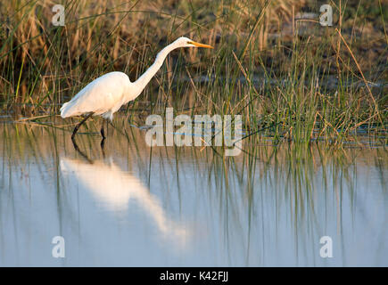 Silberreiher, Casmerodius Albus, oder Ardea alba, waten in Wasser angeln, Reflexion, Rann von Kutch, Gujarat, Indien, Weiße Reiher, Stockfoto