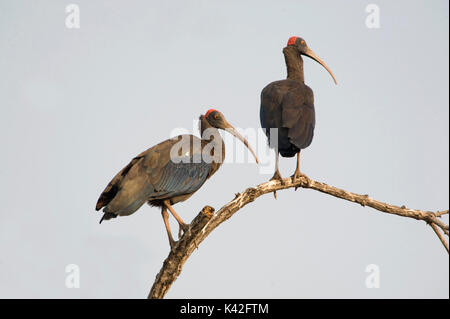 Schwarz oder Rot Naped Ibis, Pseudibis papillosa, Paar thront auf Zweig, Gir Forest National Park und Wildlife Sanctuary, Gujarat, Indien, zwei, 2 Stockfoto