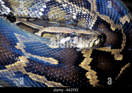 Indische oder Tigerpython Snake, Python molurus, Südostasien, gewellt, Muster Haut, Stockfoto