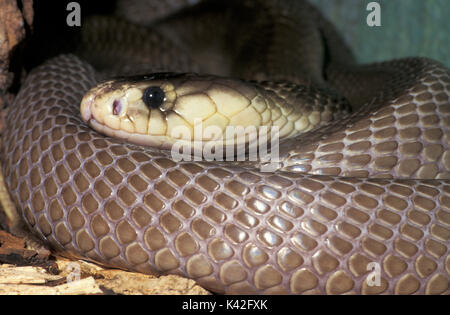 Indische Kobra Schlange, Naja naja, Indien, Asiatische cobra oder spectacled Cobra ist eine Art der Gattung Naja im indischen Subkontinent gefunden, captiv venemous Stockfoto