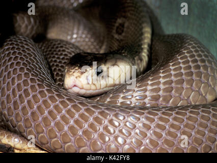 Indische Kobra Schlange, Naja naja, Indien, Asiatische cobra oder spectacled Cobra ist eine Art der Gattung Naja im indischen Subkontinent gefunden, captiv venemous Stockfoto