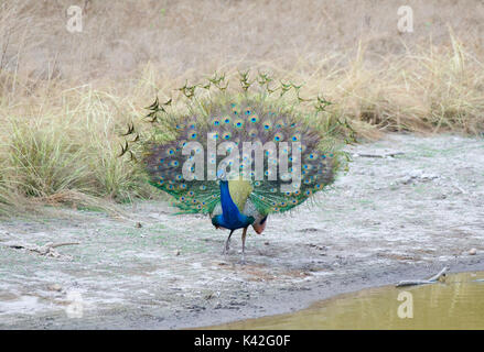 Gemeinsame, Blau oder Indischen Pfau, Pavo cristatus, Bandhavgarh Nationalpark, männliche anzeigen Federn, Pfau Stockfoto