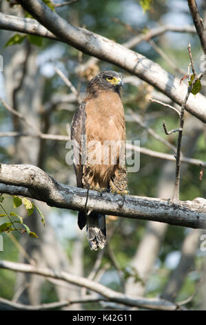 Crested Schlange Adler, Spilornis cheela, Bandhavgarh Nationalpark, im Baum bei Spinnen web Seide bedeckt gehockt Stockfoto