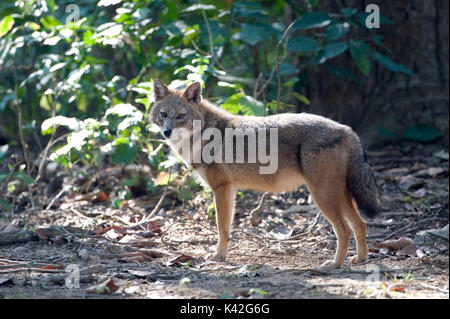 Golden Schakal, Canis aureus, in Wäldern, Corbett National Park, Uttarakhand, Indien Stockfoto