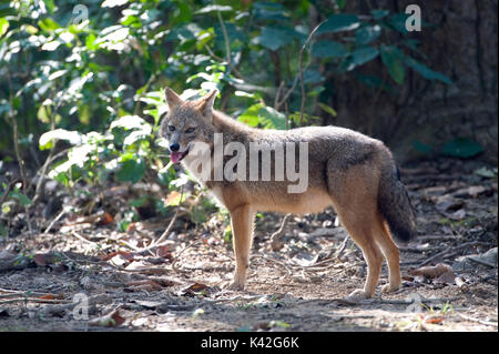 Golden Schakal, Canis aureus, in Wäldern, Corbett National Park, Uttarakhand, Indien Stockfoto