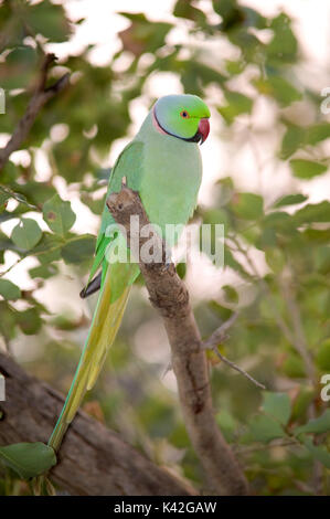 Rose Ringed Parakeet, männlich, Psittacula krameri, Keoladeo Nationalpark oder Keoladeo Ghana National Park, der früher als die Bharatpur Vogelschutzgebiet bekannt, Stockfoto