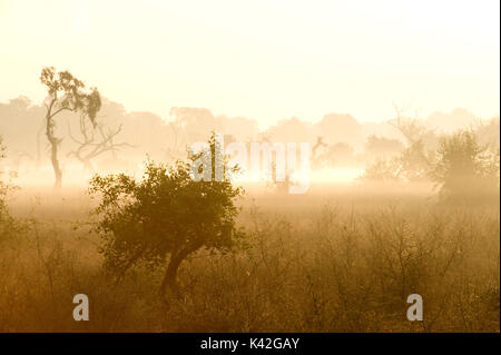 Sonnenaufgang im Park, silhouette Bäume & misty, Keoladeo Nationalpark oder Keoladeo Ghana National Park, der früher als die Bharatpur Vogelschutzgebiet, Raja bekannt Stockfoto