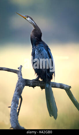 Indische oder Asiatische, libel Anhinga melanogaster, Keoladeo Nationalpark oder Keoladeo Ghana National Park, der früher als die Bharatpur Vogelschutzgebiet, R bekannt Stockfoto