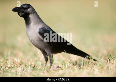 Haus, Anas splendens, Keoladeo Ghana National Park Rajasthan, Indien, früher unter dem Namen Bharatpur Vogelschutzgebiet, UNESCO Weltkulturerbe Sitzen bekannt Stockfoto