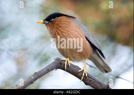 Brahminy Myna oder Brahminy Starling, Sturnia pagodarum, Keoladeo Ghana National Park, Rajasthan, Indien, früher unter dem Namen Bharatpur Vogelschutzgebiet bekannt, Stockfoto