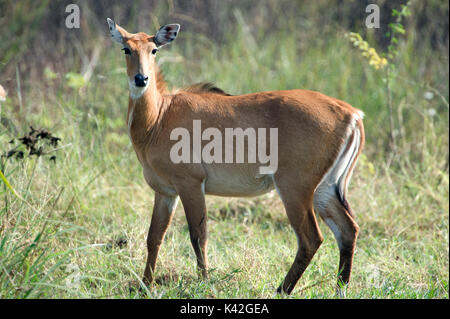 Nilgai, Boselaphus tragocamelus, weiblich, Keoladeo Ghana National Park, Rajasthan, Indien, früher unter dem Namen Bharatpur Vogelschutzgebiet, UNESCO Welt bekannt Stockfoto