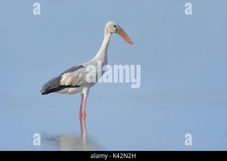 Asian Openbill, Uttar Pradesh, Indien/(Anastomus oscitans) | Silberklaffschnabel, Uttar Pradesh, Indien/(Anastomus oscitans) Stockfoto