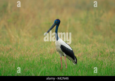 Black-necked Stork, weiblich, Keoladeo Ghana National Park, Rajasthan, Indien/(Ephippiorhynchus asiaticus, Xenorhynchus asiaticus) Stockfoto