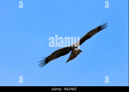 Schwarze Drachen, Rajasthan, Indien/(MILVUS MIGRANS) | Schwarzmilan, Rajasthan, Indien/(MILVUS MIGRANS) Stockfoto