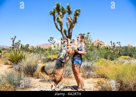 Die adorable, abenteuerliche Hund, der ultimative Travel Buddy werden könnte. Unglaubliche Bilder zeigen vier Jahre alten Schäferhund, Bär, in die Arme der Stockfoto