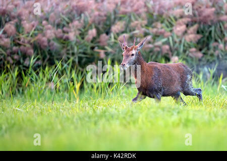 Wet Red Deer in einer Lichtung, nach dem Regen Stockfoto