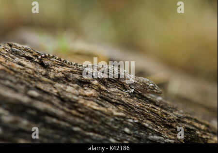 Gecko Jugendlicher, Europa, maurischen Wand gecko, Tarantula mauritanica, Krokodil gecko, gemeinsamen europäischen Gecko, Maurita naca Gecko. Andalusien, Spanien Stockfoto