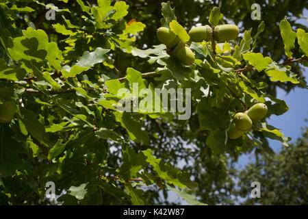 Bilder aus dem New Forest, Hampshire, UK Ende August Stockfoto
