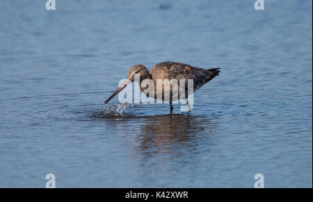 Uferschnepfe Stockfoto