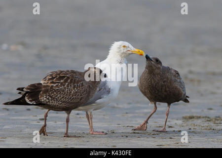 Amerikanische Silbermöwe oder Smithsonian Möwe (Larus smithsonianus oder Larus argentatus smithsonianus) nach der Fütterung der Küken mit Krabben Stockfoto