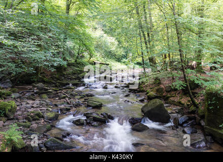 Schöne stream Cascading durch einen Wald Stockfoto